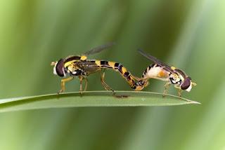 Para ampliar Sphaerophoria scripta (Linnaeus, 1758) Mosca cernidora hacer clic