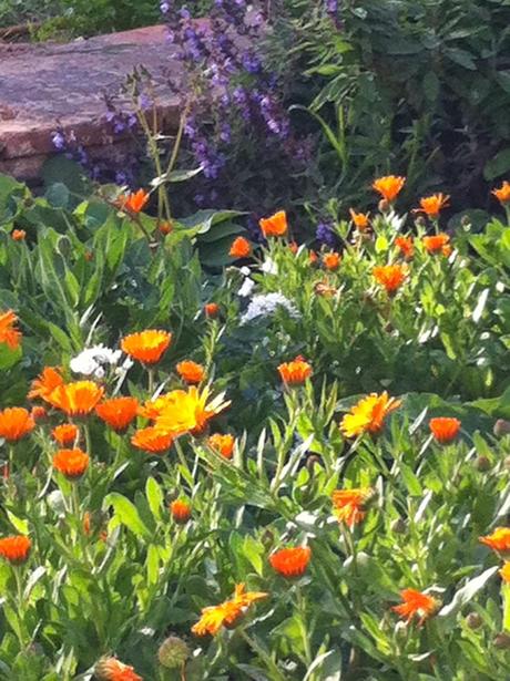 8 TIPS PARA EL CUIDADO DEL HÍGADO