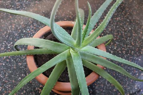 8 TIPS PARA EL CUIDADO DEL HÍGADO