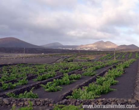 cultivo Lanzarote