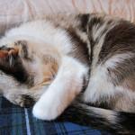 por qué los gatos duermen tanto