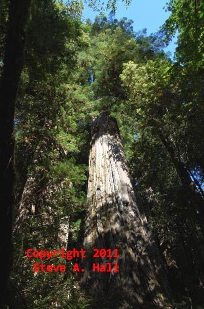 Hyperion, el ser vivo más alto del planeta