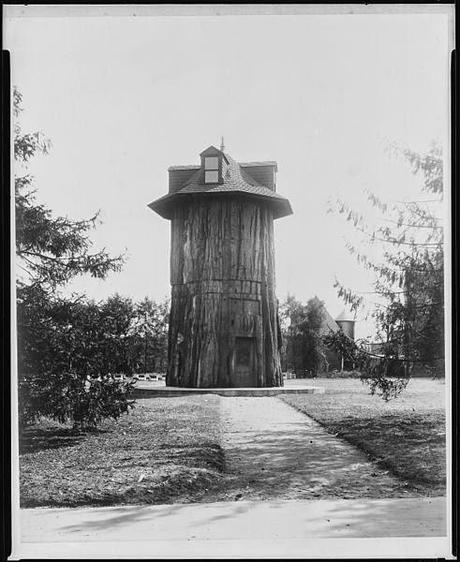 Hyperion, el ser vivo más alto del planeta