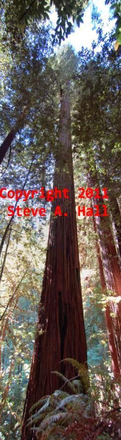 Hyperion, el ser vivo más alto del planeta