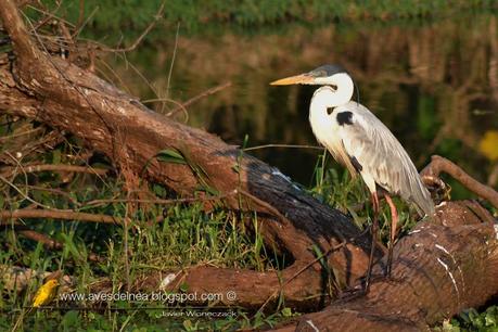 Garza mora (White-necked Heron) Ardea cocoi