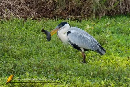 Garza mora (White-necked Heron) Ardea cocoi