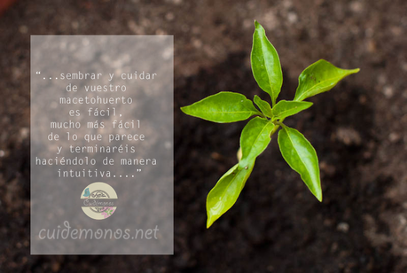 como hacer un macetohuerto