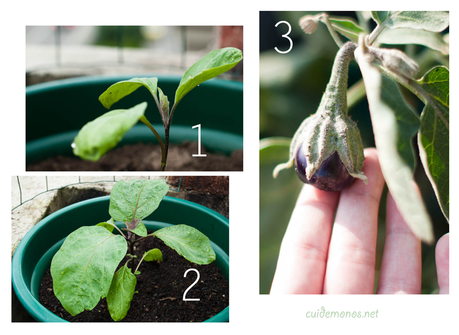 como hacer un macetohuerto