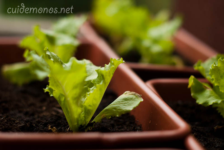 como hacer un macetohuerto