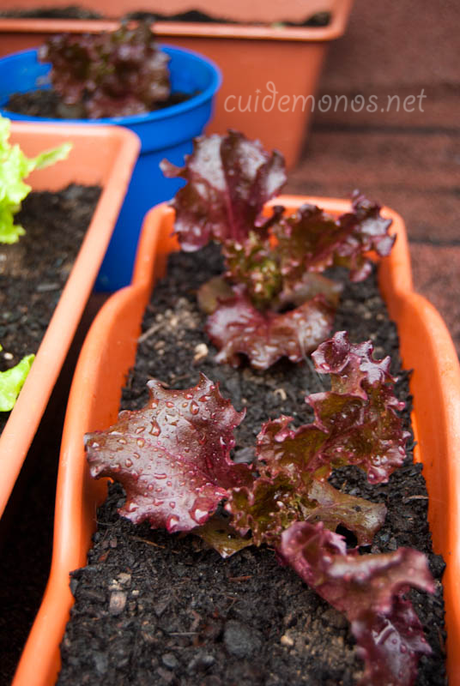 como hacer un macetohuerto