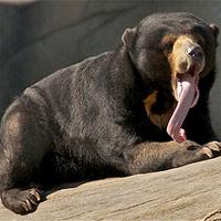 la posición de la lengua al cantar