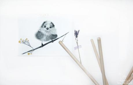 cattipi o como mi gato es un sioux