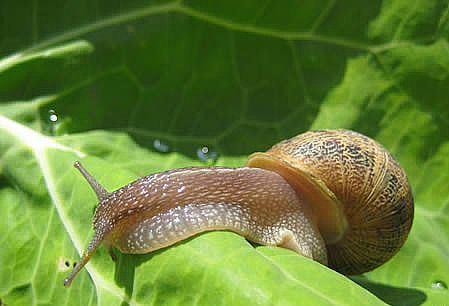 caracoles en el huerto