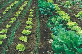 La agroecología como alternativa real para la creación de empleo