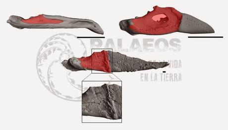 Gastornis no era carnívora