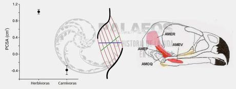 Gastornis no era carnívora