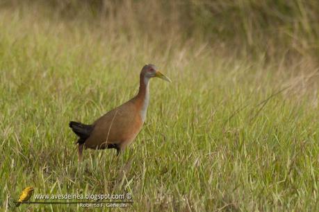 Ipacaá (Giant wood-Rail) Aramides ypecaha