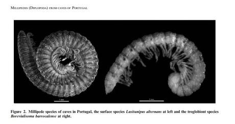 Diplópodos de cuevas de Portugal