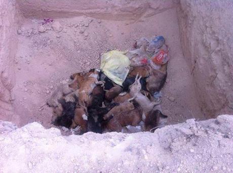 Protestan contra la masacre de perros en Matehuala perros sacificados matehuala