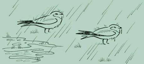 Pájaros bajo la lluvia
