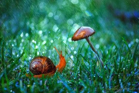 Caracoles !! Que fotos tan chulas !!