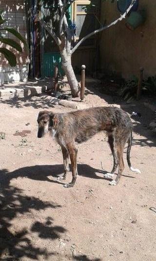 AYUDA URGENTE!! GALGO ROBADO...(MURCIA)