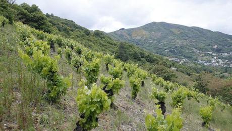 Bodegas Cuatro Pasos: huellas de mencía