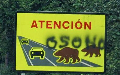 Matan a un oso a tiros en Quiros: furtivismo e impunidad