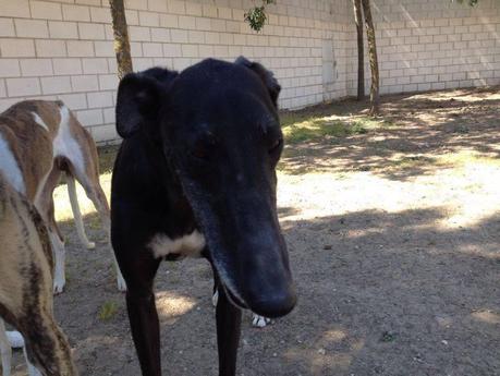 CAMILO, URGENTE ADOPCIÓN. (MADRID)