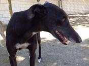 Camilo, urgente adopción. (madrid)