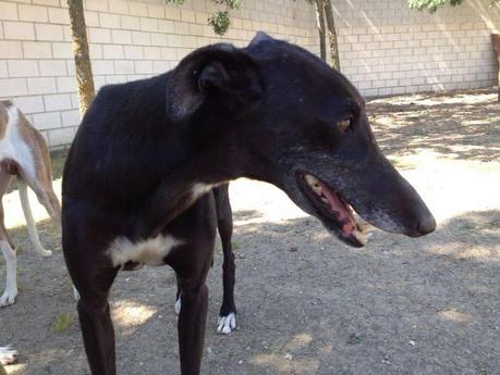 CAMILO, URGENTE ADOPCIÓN. (MADRID)