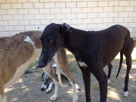 CAMILO, URGENTE ADOPCIÓN. (MADRID)