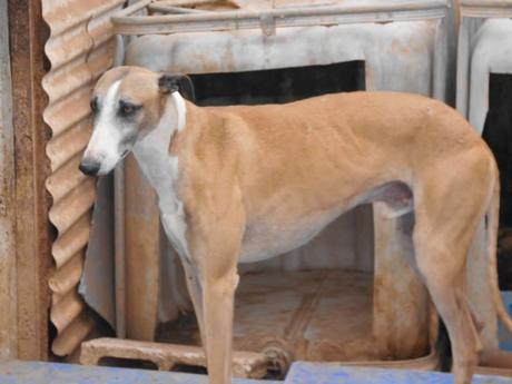 TARZÁN, PRECIOSO GALGO EN ADOPCIÓN. (SEVILLA)