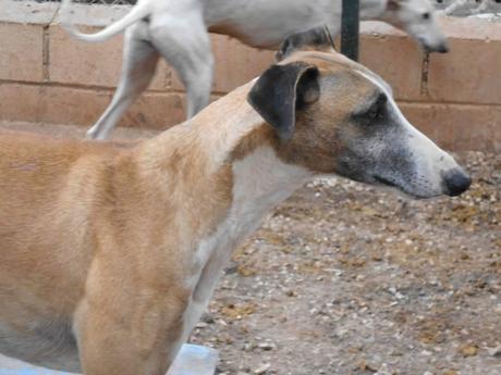 TARZÁN, PRECIOSO GALGO EN ADOPCIÓN. (SEVILLA)