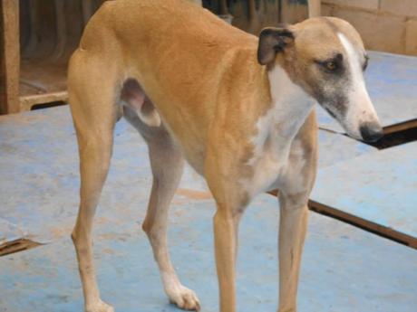 TARZÁN, PRECIOSO GALGO EN ADOPCIÓN. (SEVILLA)