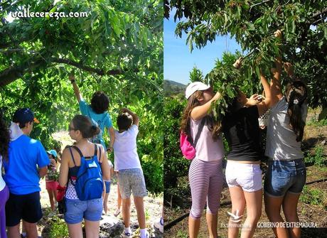 Agroturismo. Ir a coger cerezas al Valle del Jerte