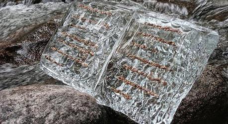 Libros de Hielo y Semillas