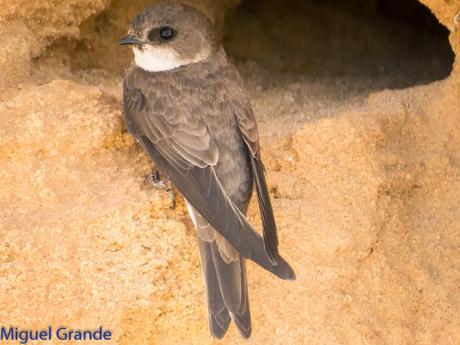 Avión zapador-Riparia riparia