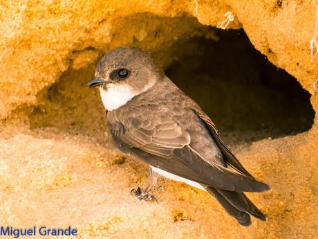 Avión zapador-Riparia riparia