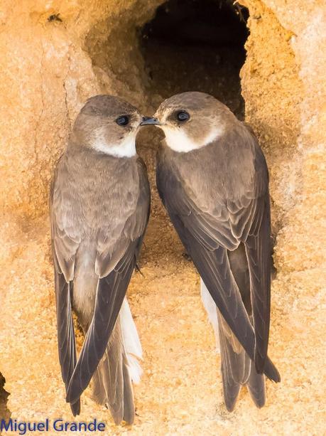 Avión zapador-Riparia riparia