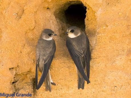Avión zapador-Riparia riparia