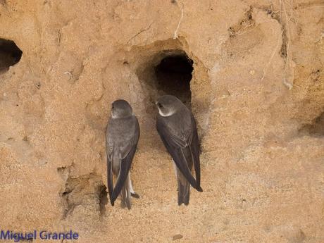 Avión zapador-Riparia riparia