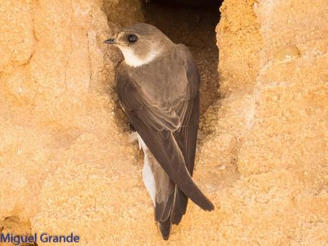 Avión zapador-Riparia riparia