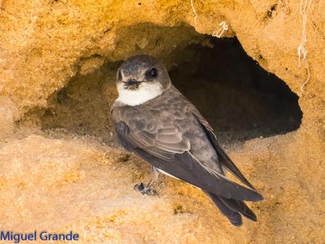 Avión zapador-Riparia riparia