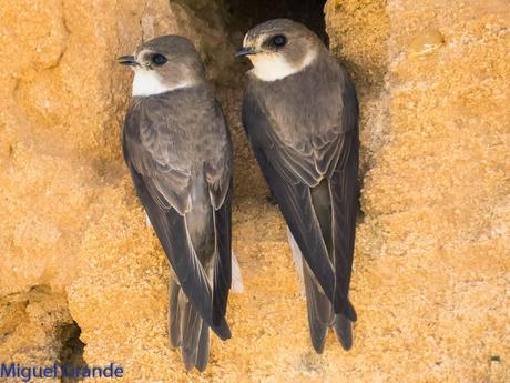 Avión zapador-Riparia riparia