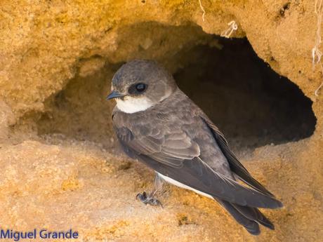 Avión zapador-Riparia riparia