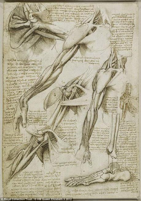 LA ANATOMÍA SEGÚN LEONARDO DA VINCI