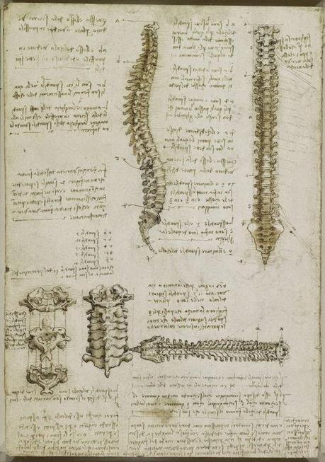 LA ANATOMÍA SEGÚN LEONARDO DA VINCI