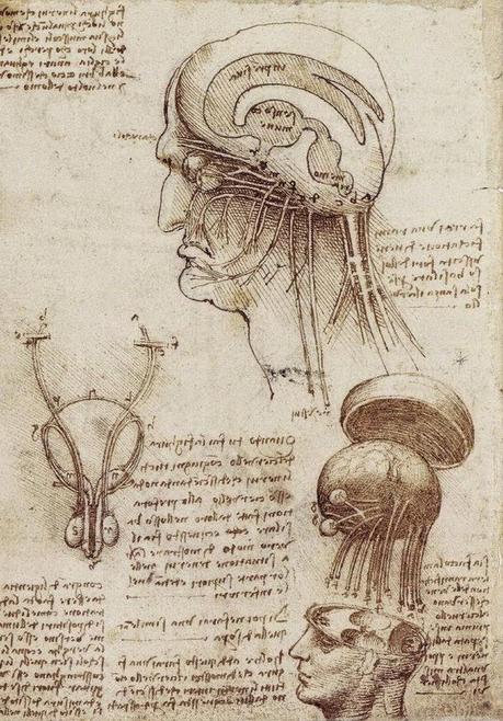 LA ANATOMÍA SEGÚN LEONARDO DA VINCI