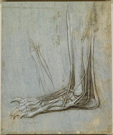 LA ANATOMÍA SEGÚN LEONARDO DA VINCI